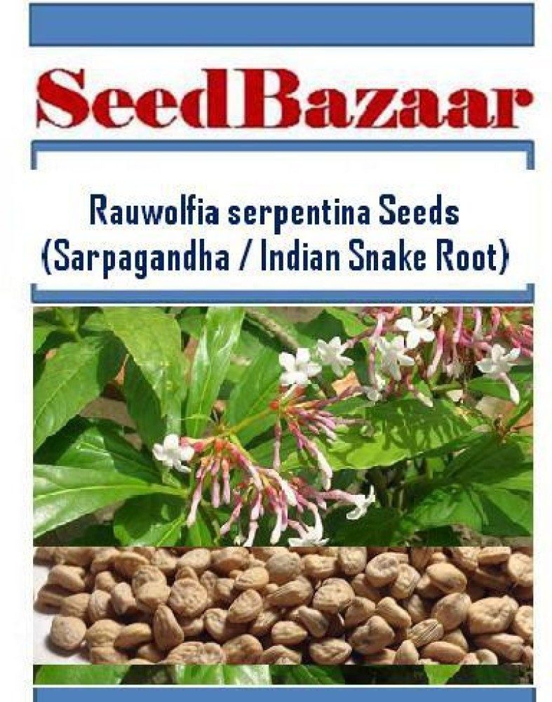 Seedbazaar Sarpagandha Indian Snake Root Rauvolfia serpentina