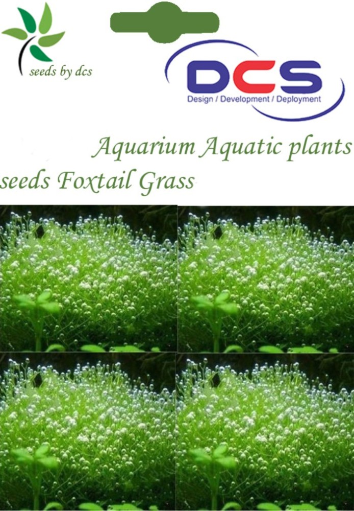 NEW 10 Grams Aquarium Aquatic Seed Water Grass Aquarium Plant Seed