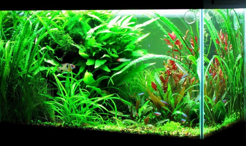 Aquarium Plant Seed Fish Tank Aquatic Water Grass Carpet
