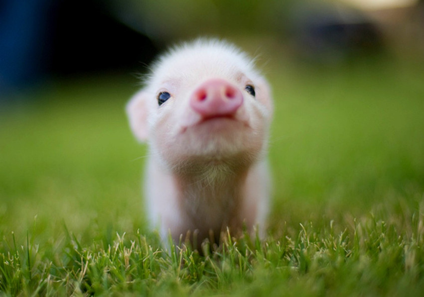 small pig poster Paper Print - Animals posters in India - Buy art, film,  design, movie, music, nature and educational paintings/wallpapers at  Flipkart.com