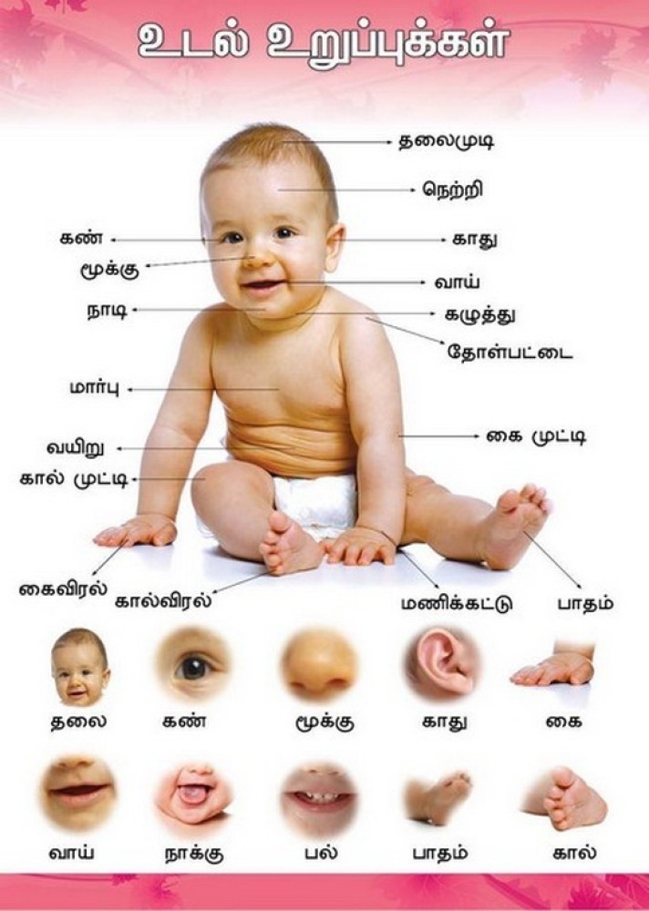 Parts of the Body Chart