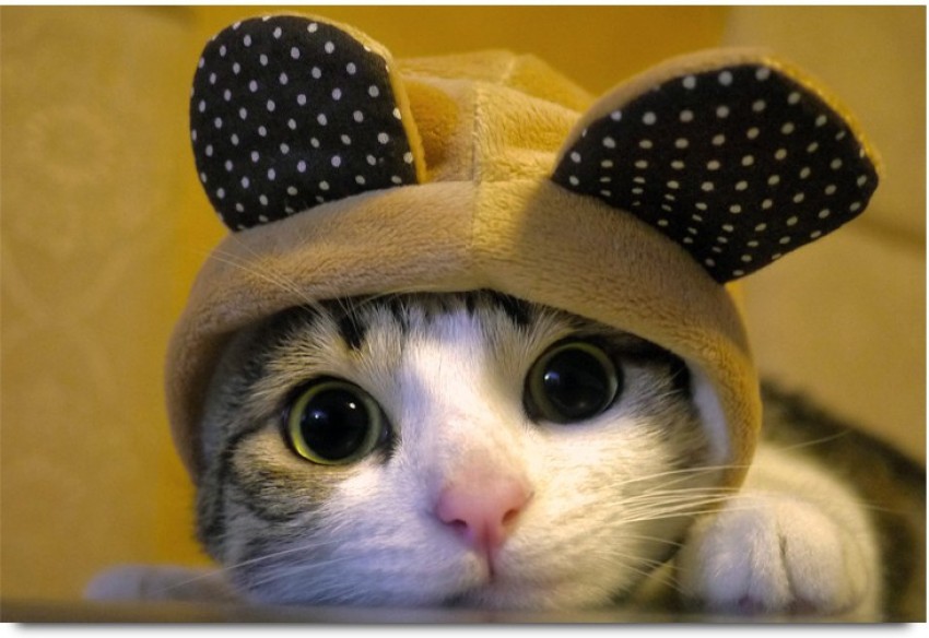 cute cat with big eyes