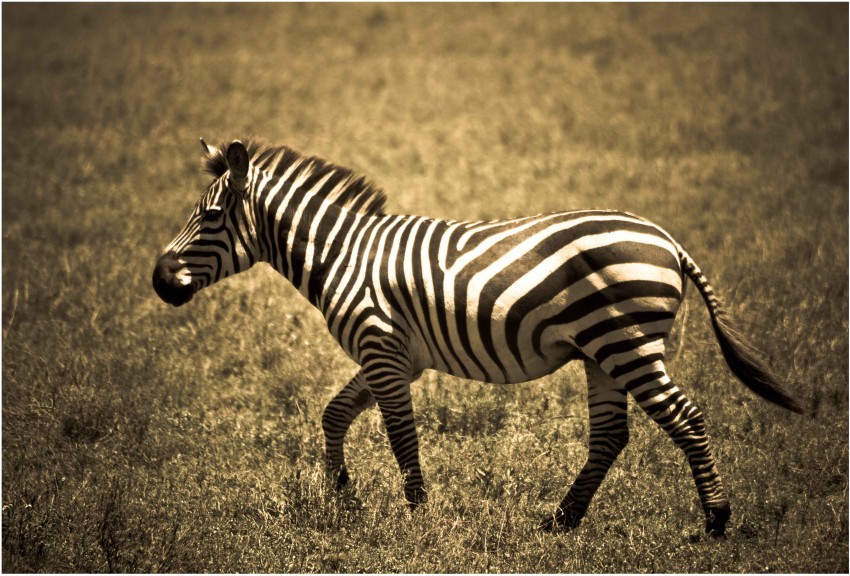 Zebra Desktop Wallpaper 64 pictures