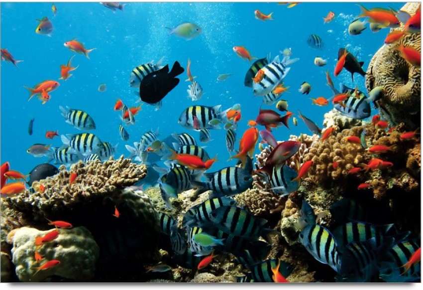 Decor your wall with Fish Aquarium Wallpaper in Kids Room Paper Print -  Nature posters in India - Buy art, film, design, movie, music, nature and  educational paintings/wallpapers at