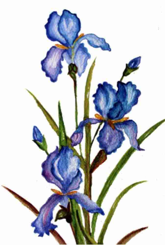 Wall Mural Blue iris 