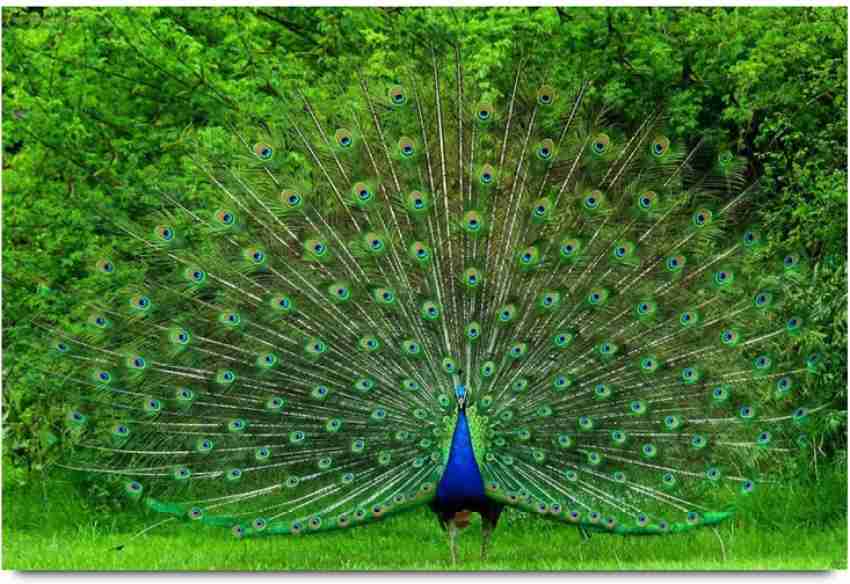 Beautiful Dancing Peacock Paper Print - Animals posters in India