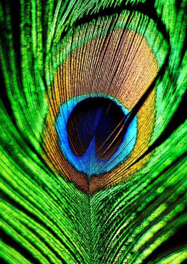 Peacock feather in 2023 | Simple phone wallpapers, Iphone wallpaper hd  nature, Krishna wallpaper