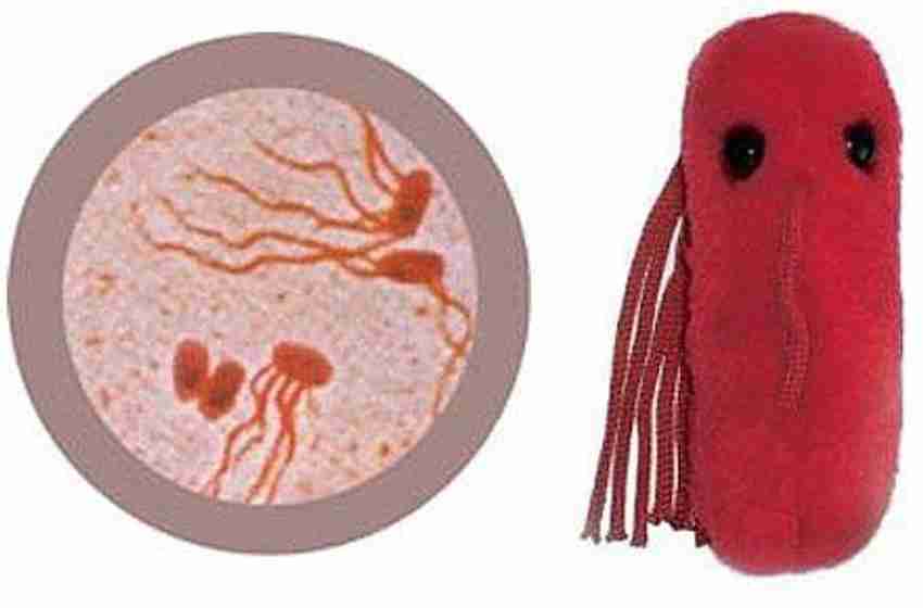 Giant microbes salmonella shop