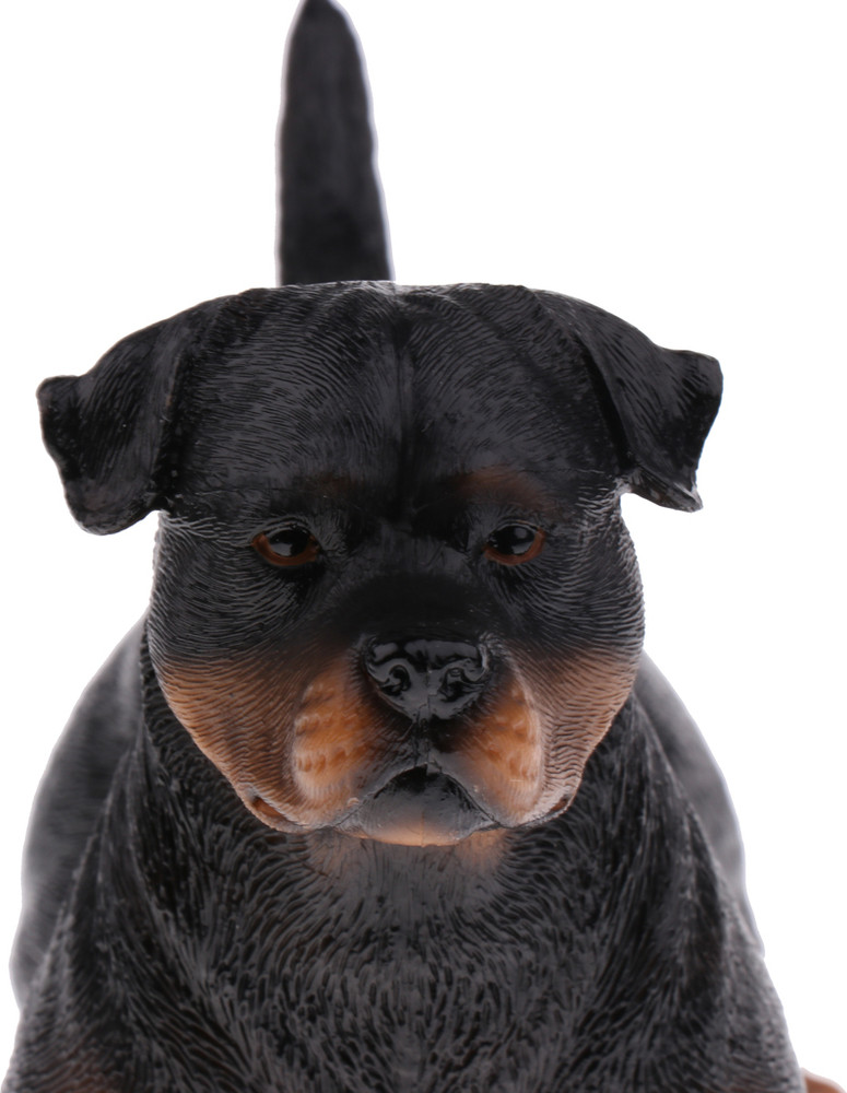 Rottweiler in action top