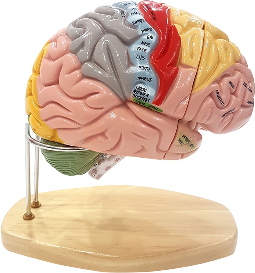Zx Brain Model Deluxe Enlarged 4 parts Anatomical Body Model Price 