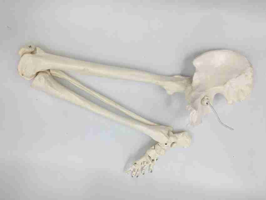 Zx Human Leg Bones Model (Lower Limb Skeleton) Anatomical Body 