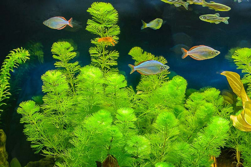 Twins Aquarium Live Plants Cabomba Cabomba carolinia 15 stems