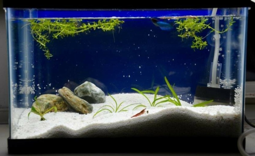 White shop aquarium sand