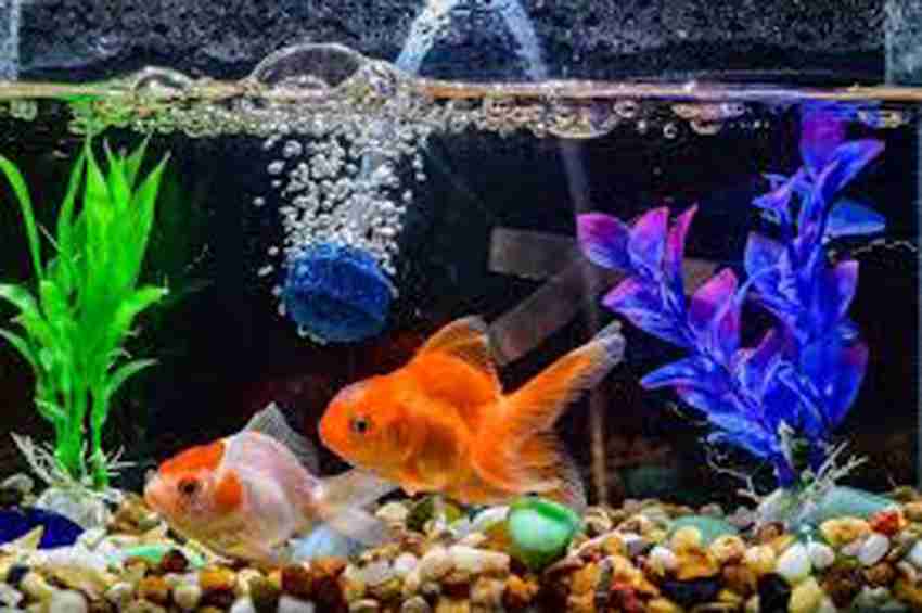 Jainsons Pet Products Aquarium Accessories, Broken Ship Decorations for Fish  Favors Sunken Ship Gravel Unplanted Substrate Price in India - Buy Jainsons  Pet Products Aquarium Accessories, Broken Ship Decorations for Fish Favors
