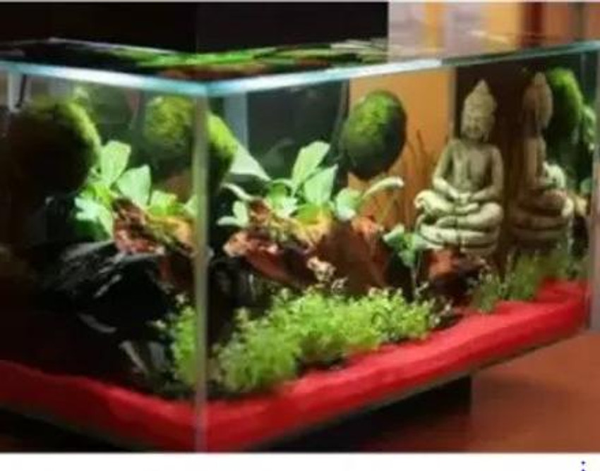 Red aquarium cheap sand