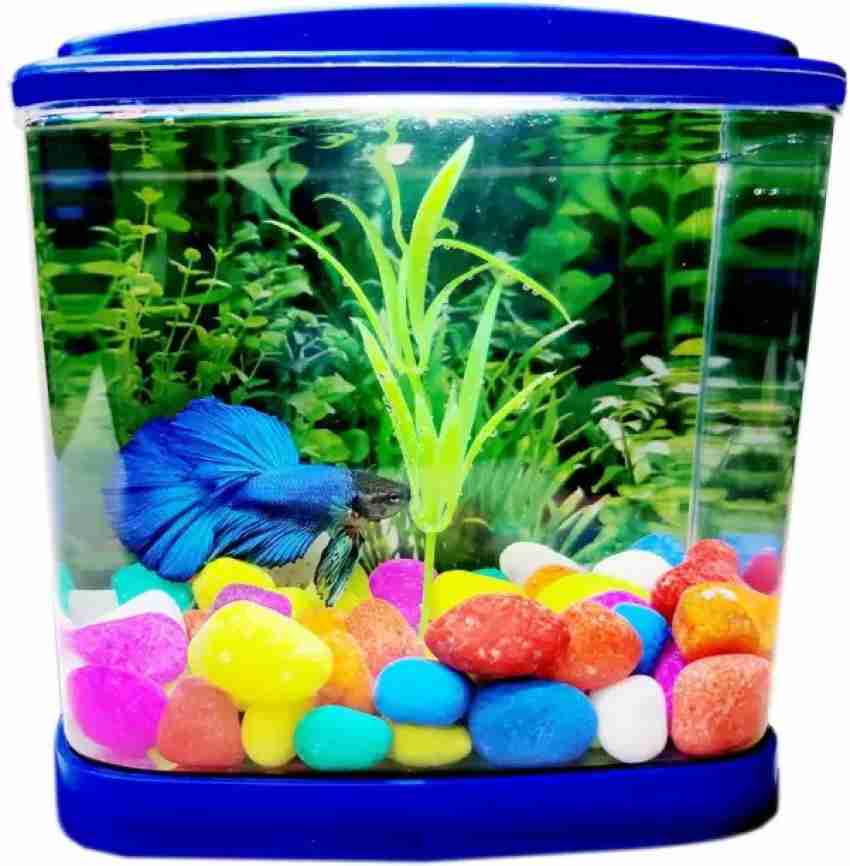 HAPPY FINS Beauty Deluxe Betta Home Single With Led Light Cube Aquarium Tank  Price in India - Buy HAPPY FINS Beauty Deluxe Betta Home Single With Led  Light Cube Aquarium Tank online