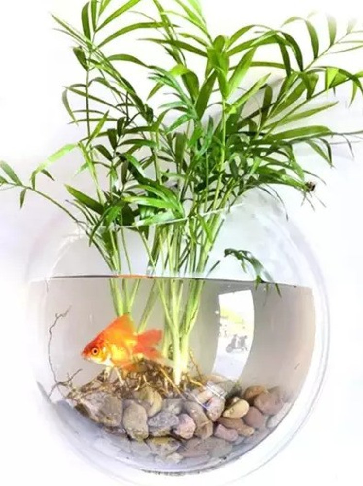 TWINS TWINS Wall Mounted Fish Bowl II Wall Hanging Plant Pot for Fish Plant Wall Decor Round Ends Aquarium Tank Price in India Buy TWINS TWINS Wall Mounted Fish Bowl