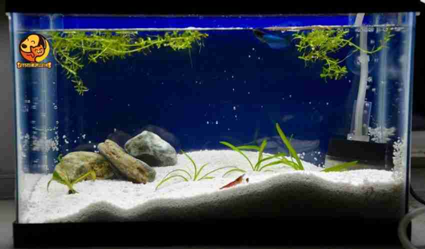 Fish tank price sales flipkart