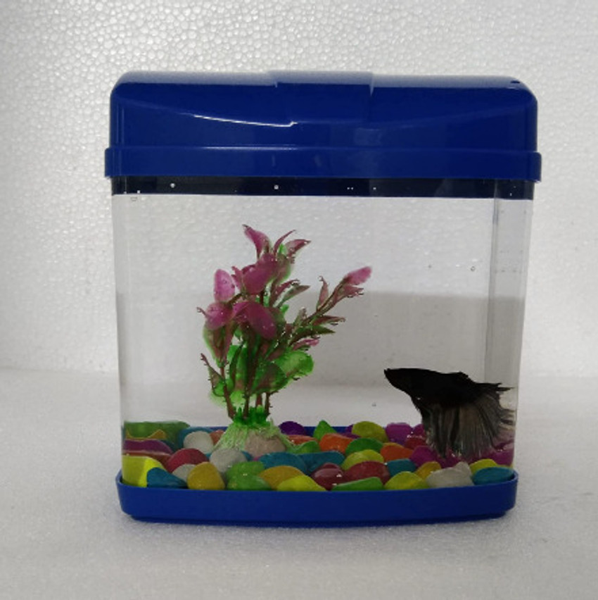 Fish tank price flipkart new arrivals