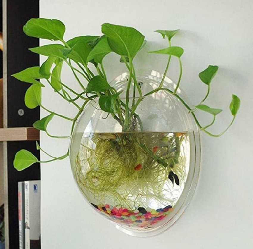 Mistletoe Wall Hanging Fish Bowl Wall Mounted Plant Pot for Fish I Plant Wall Decor Round Ends Aquarium Tank Price in India Buy Mistletoe Wall Hanging Fish Bowl Wall Mounted Plant