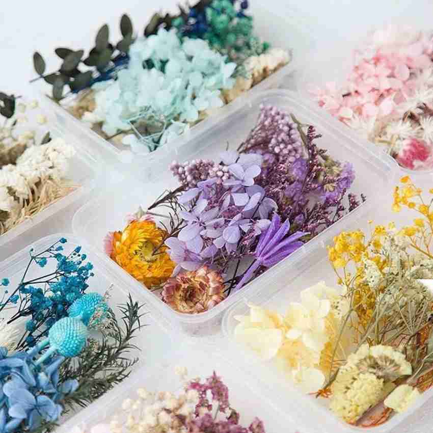 Up To 59% Off on 12 Colors Real Dried Flowers