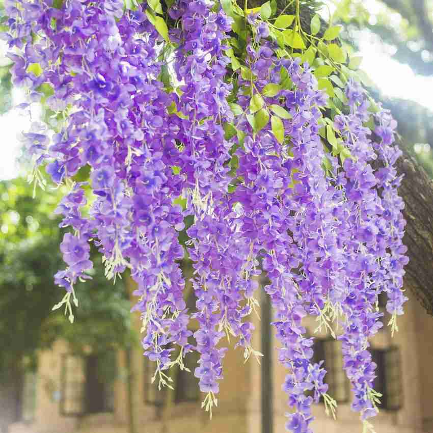 DELMOHUT wisteria flower Purple Westeria Artificial Flower Price in India -  Buy DELMOHUT wisteria flower Purple Westeria Artificial Flower online at