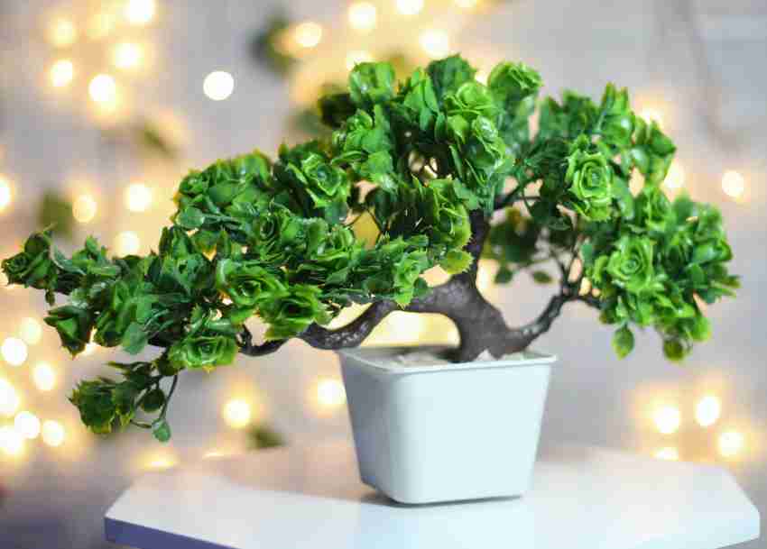 10 Inches Polyscias Fruticosa Bonsai Artificial Plants, For Interior  Decoration at Rs 2975 in Bengaluru