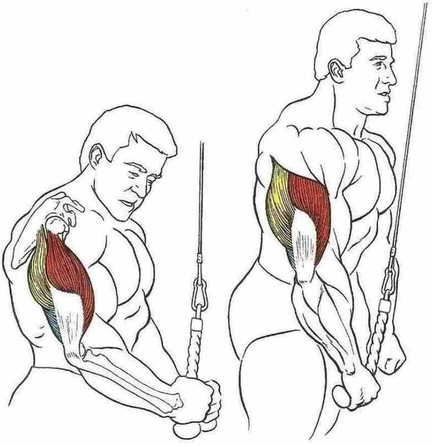 Bicep pull down best sale rope