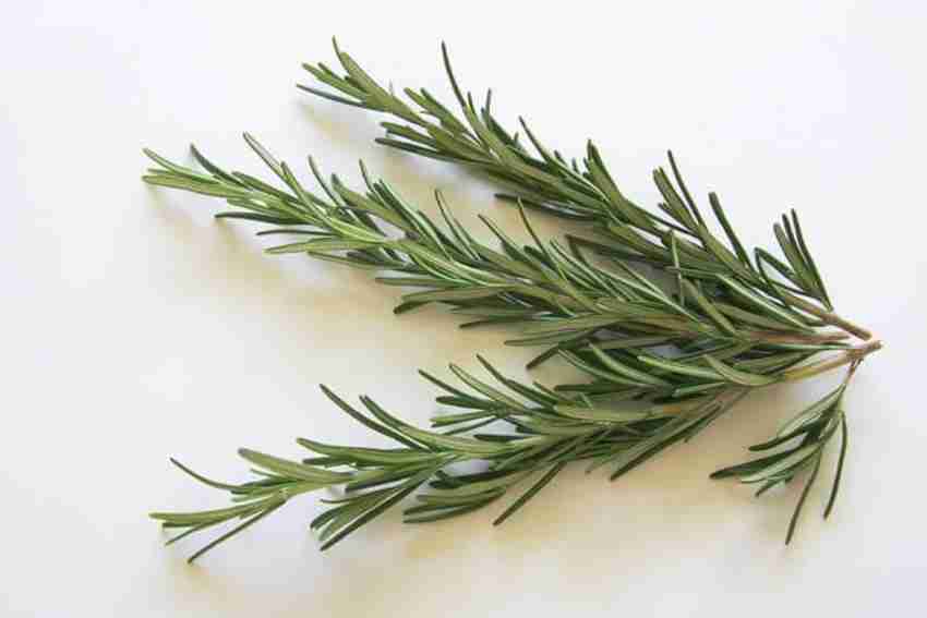 Rosemary Essential Oil - 100% Pure - 15 ML – WishCare