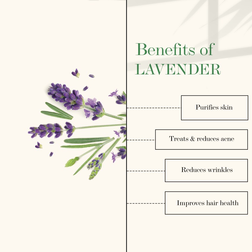 100% Pure Organic Lavender Essential Oil For Healthy Skin