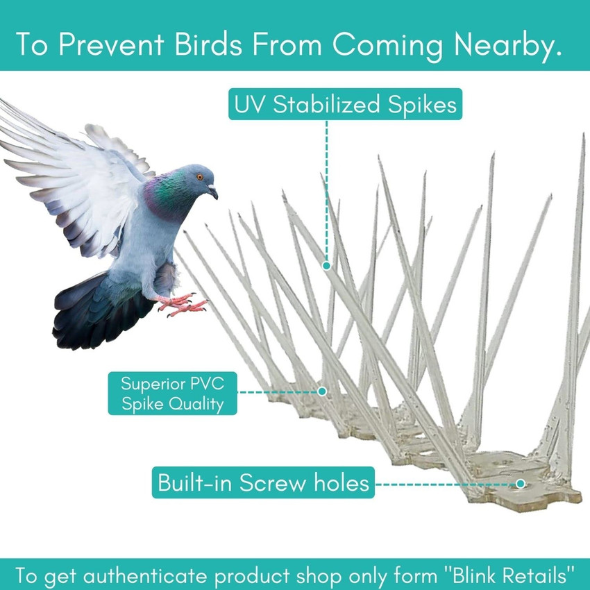 Nearby bird shop top