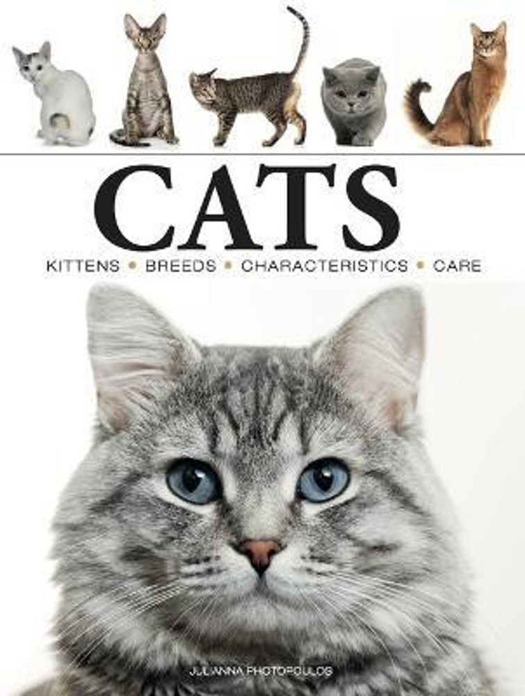 Low cheap price cat