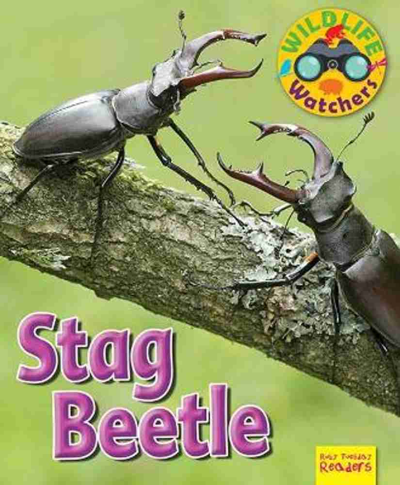 Stag store beetle price