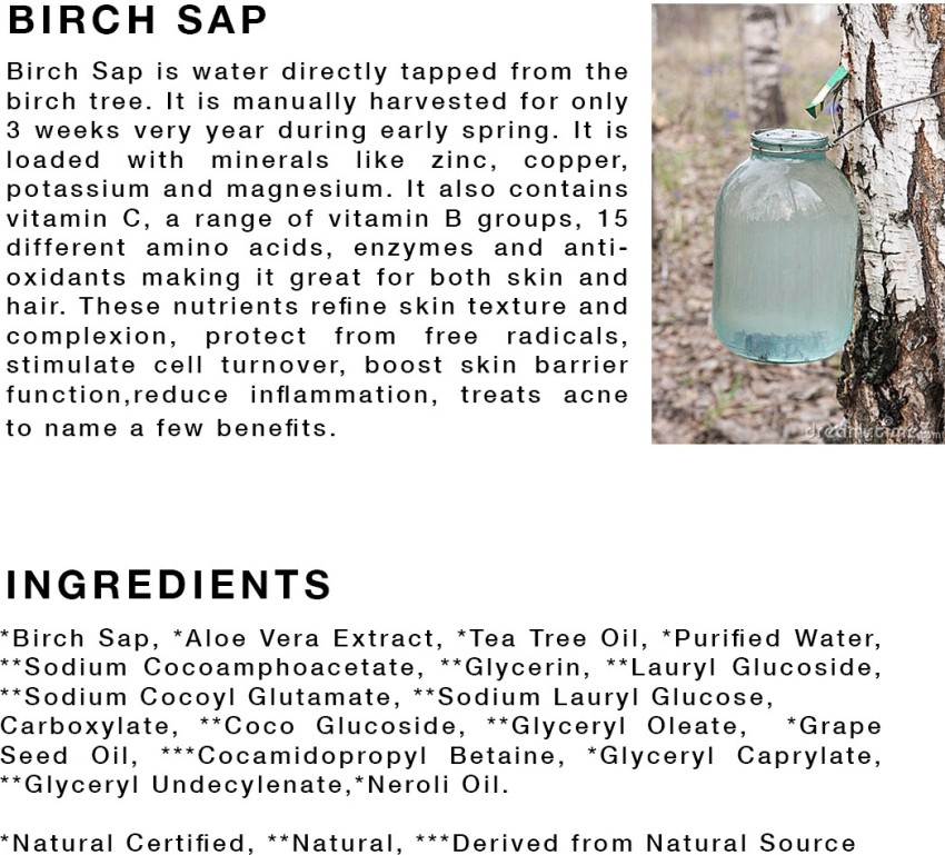 Birch sap: how to extract and use it