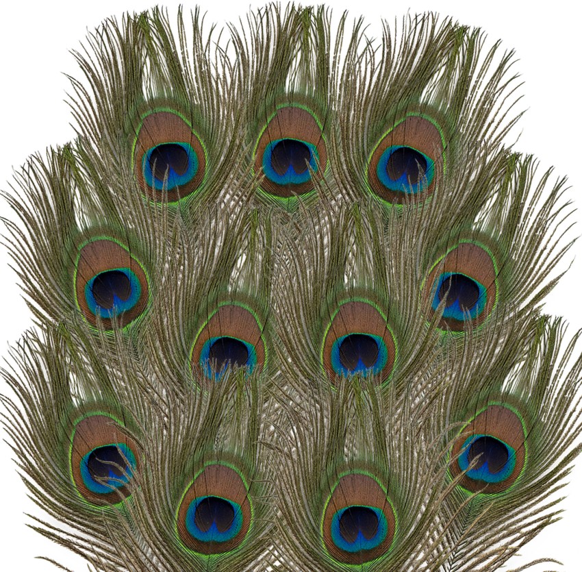Lovely Natural Peacock Mor Pankh Real Peacock Feather Tails Home Decor Feng  Shui