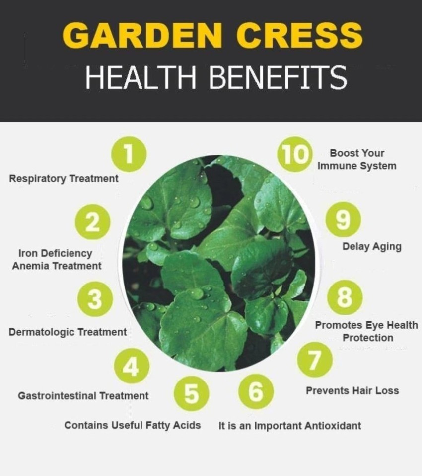 Garden Cress Benefits, Uses, Dosage + Ayurvedic Uses Of Garden Cress S
