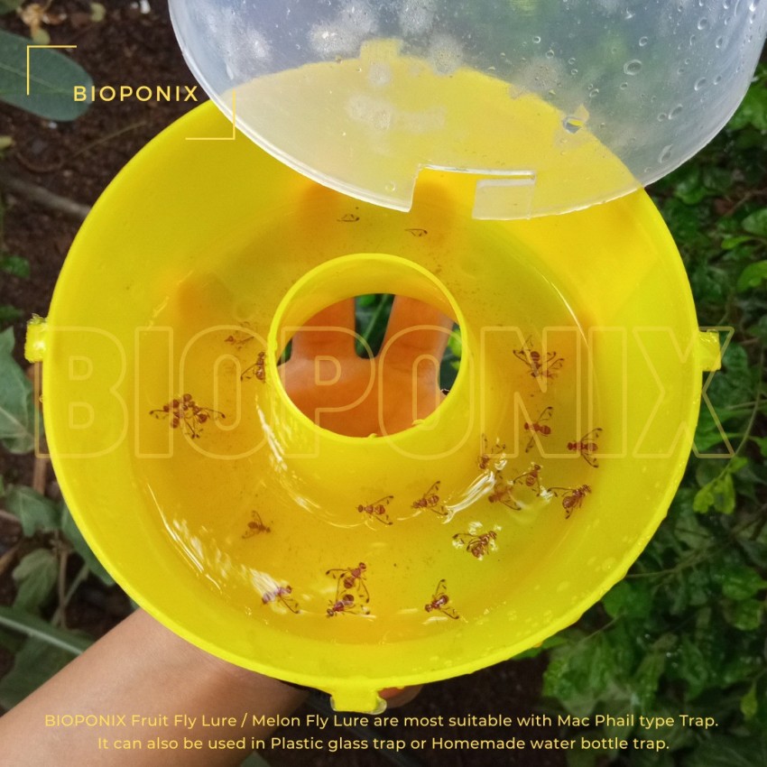 Buy BIOPONIX Fruit Fly Trap Lure (Bactrocera Dorsalis) Online at