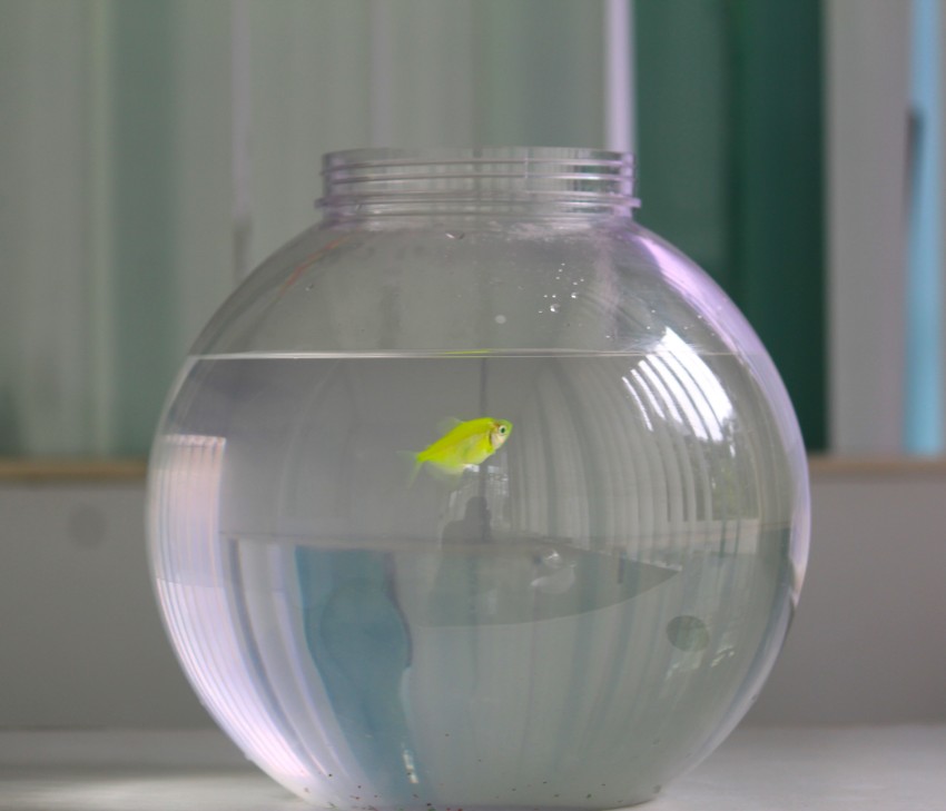 COMBINED ASSOCIATES 8 L Fish Bowl Price in India - Buy COMBINED