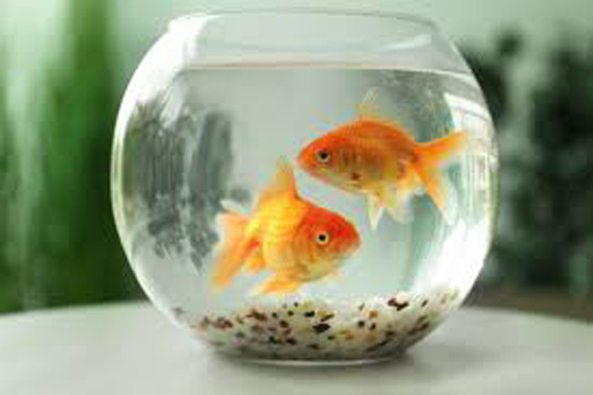 NOGAIYA 1.5 L Fish Bowl Price in India Buy NOGAIYA 1.5 L Fish Bowl online at Flipkart
