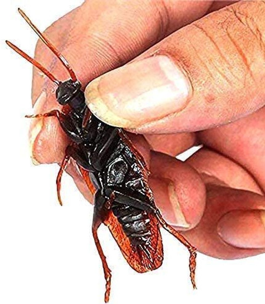 Cockroach doll online