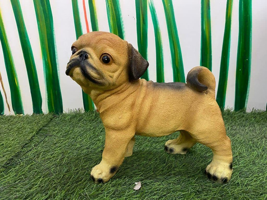 Pug store looking kid