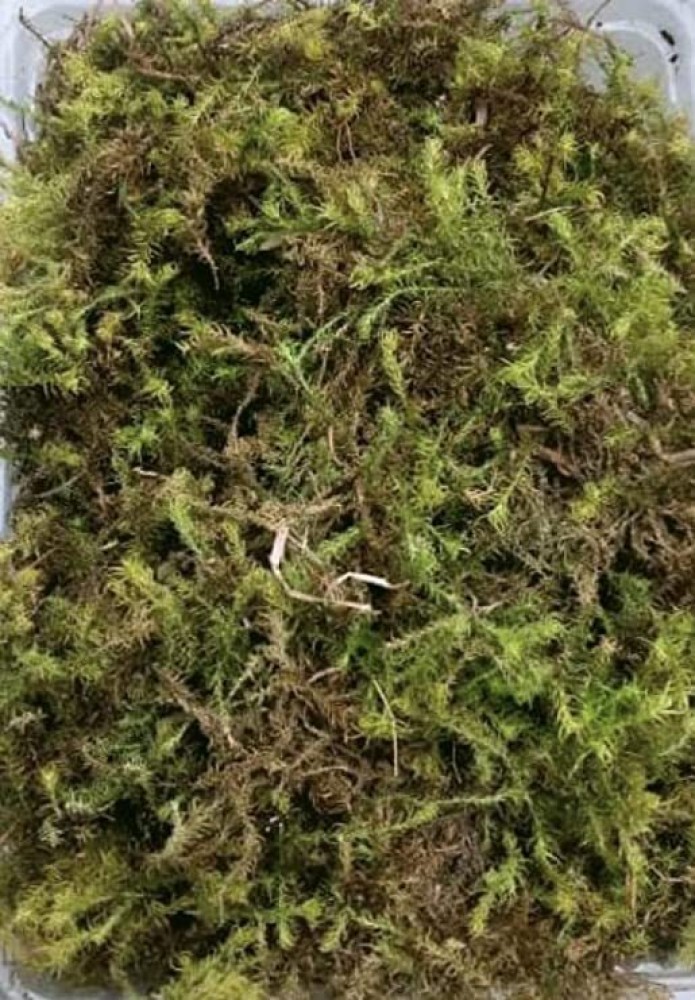 Natural Dried Moss 250g