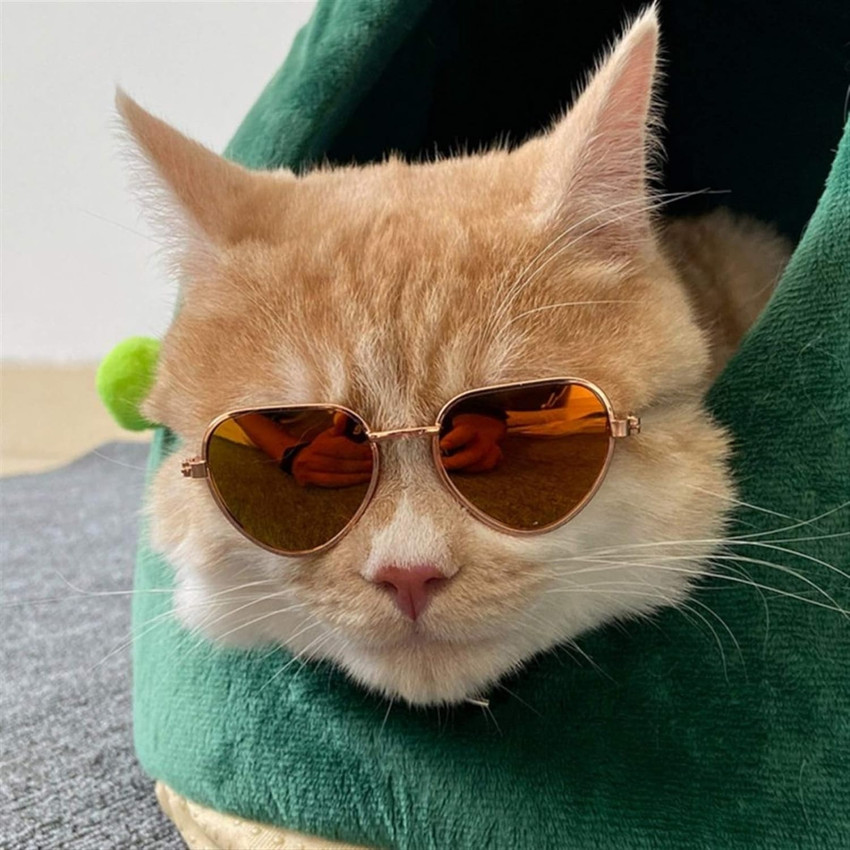 Emily Pets Cat Goggles Eye Protection Waterproof Sunglasses for Cats Small Dog Safety Goggles Buy Emily Pets Cat Goggles Eye Protection Waterproof Sunglasses for Cats Small Dog Safety Goggles Online a...