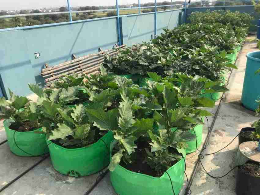 Round HDPE Terrace Gardening Leafy Vegetable Green Grow Bag, For  Agriculture, Size: 12*12