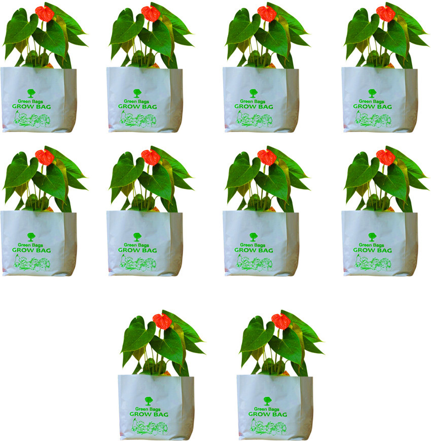 Aggregate 158+ hdpe vs ldpe grow bags 3tdesign.edu.vn