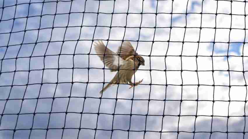 Netcro 6 X 8 Ft Anti Bird Net/Pigeon Net For Balcony/Bird Contro/ Insect Net  Price in India - Buy Netcro 6 X 8 Ft Anti Bird Net/Pigeon Net For Balcony/ Bird Contro/ Insect