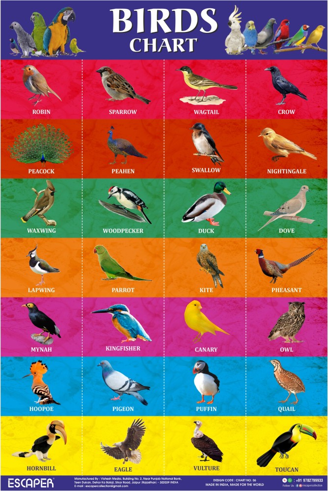 Birds Chart for Kids