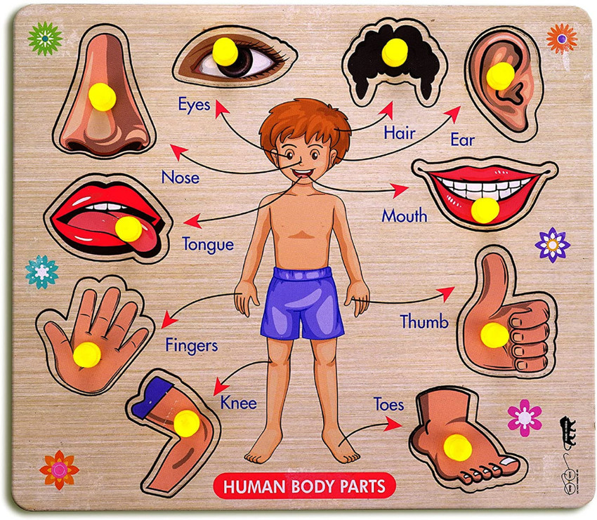 Human body 2025 learning toys