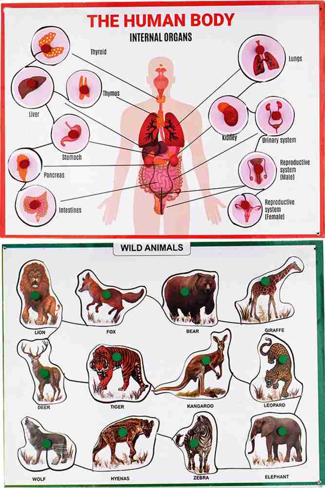 Organ Of Animals
