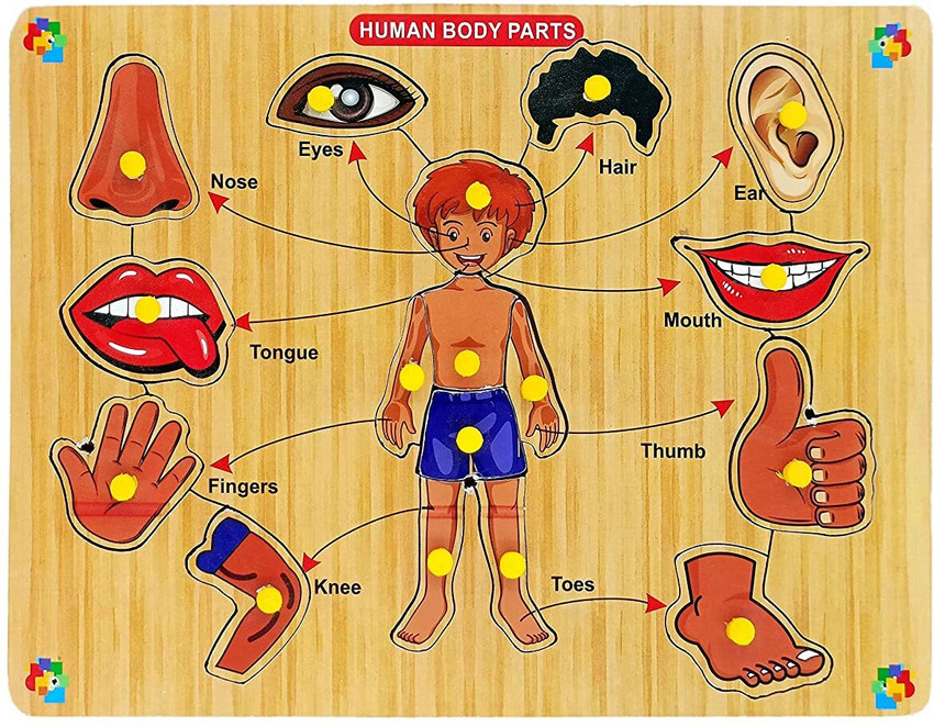 Human Body Parts For Kids Learning Educational Human Body Parts Puzzle